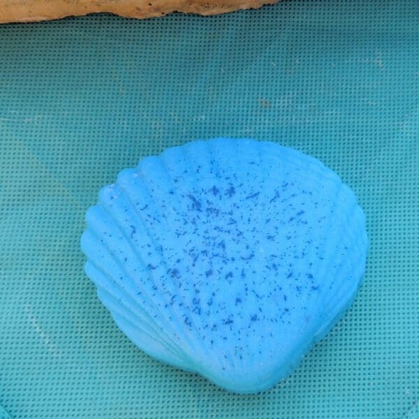 Blue seashell on teal textured surface.