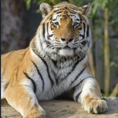 Tiger resting on a rock, bamboo background.