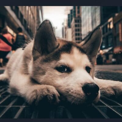 Puppy lying on city street grate.